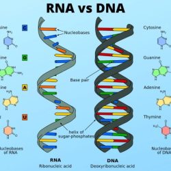 Rna venn comparing creately diagramming