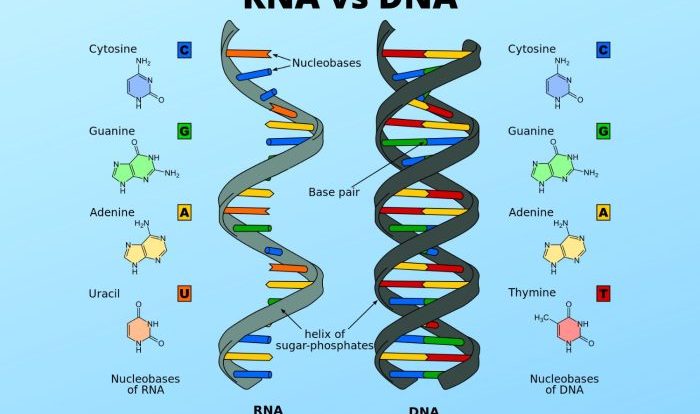 Rna venn comparing creately diagramming