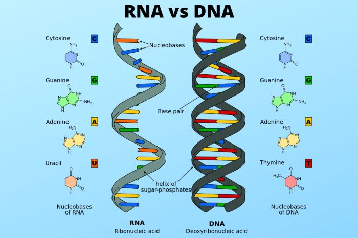 Rna venn comparing creately diagramming