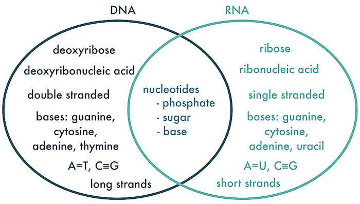 Dna and rna venn diagram