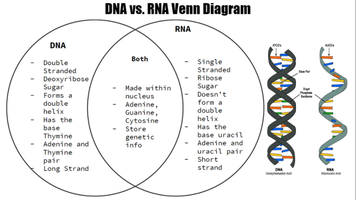 Venn mitosis meiosis rna comparing transcription similarities key studying housview