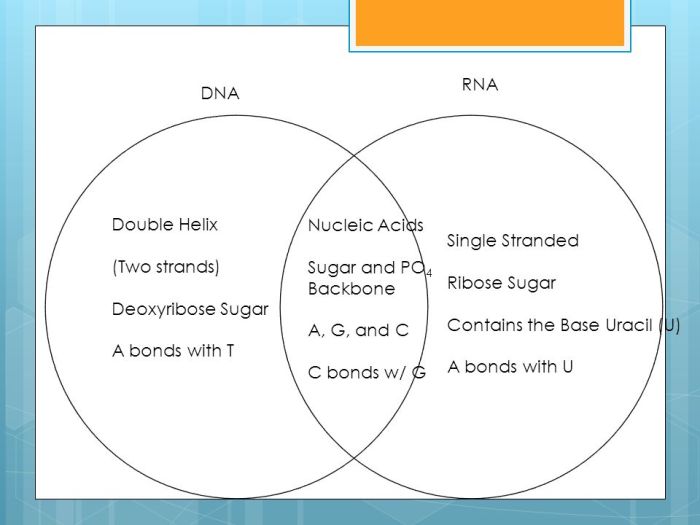 Rna dna vs diagram differences similarities vector comparison infographic educational explanation science illustration use alamy