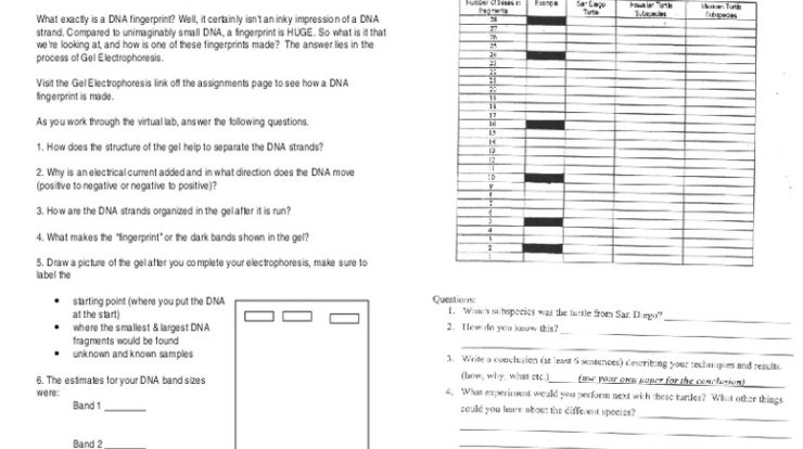 Electrophoresis answer webquest