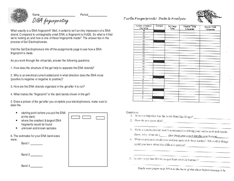 Electrophoresis answer webquest