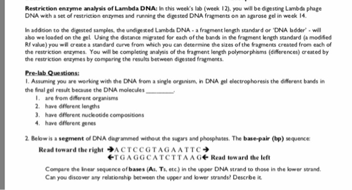 Amoeba sisters gel electrophoresis answer key