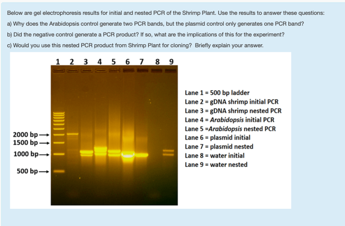 Amoeba sisters gel electrophoresis answer key