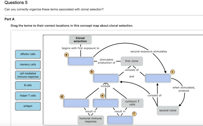 Can you correctly organize these terms associated with clonal selection